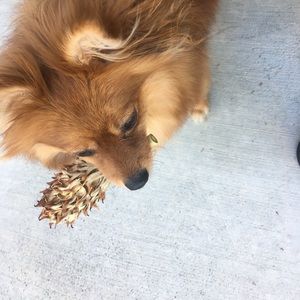 Meet your Posher, Nina